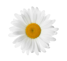 Photo of Beautiful fragrant chamomile flower isolated on white