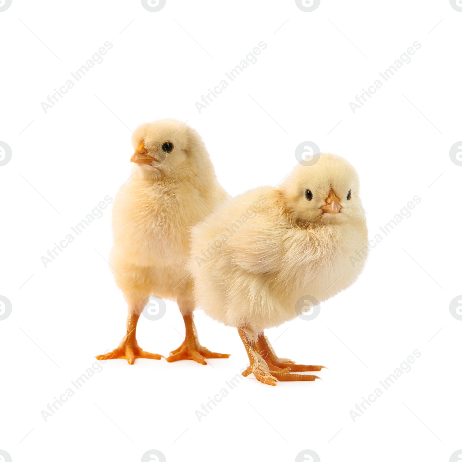 Photo of Two cute chicks isolated on white. Baby animals