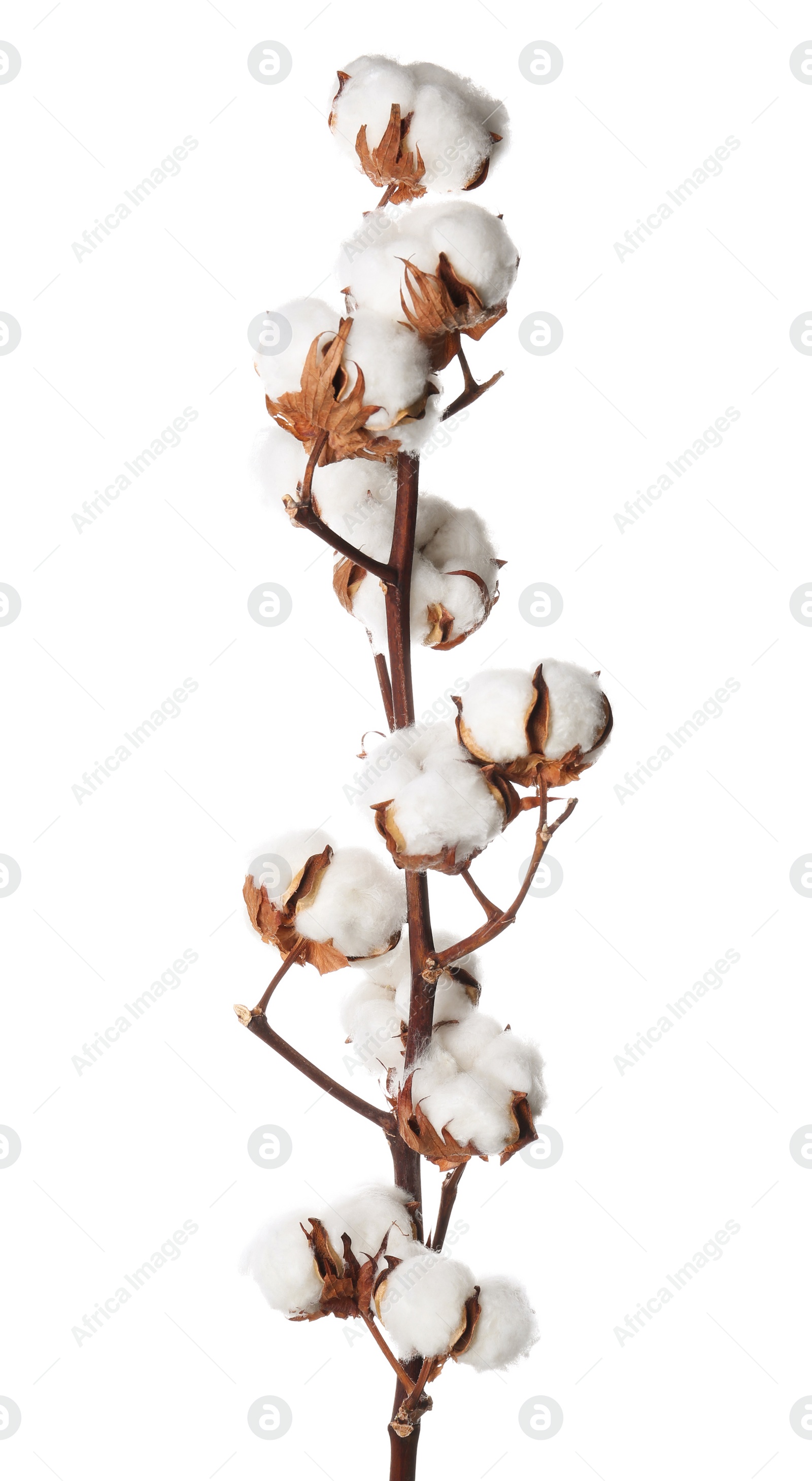 Photo of Beautiful fluffy cotton flowers on white background