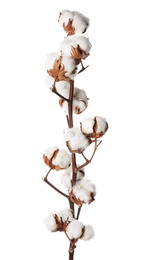 Beautiful fluffy cotton flowers on white background