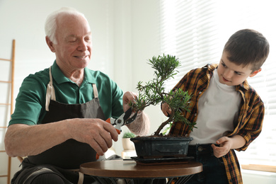 Senior man with little grandson taking care of Japanese bonsai plant indoors. Creating zen atmosphere at home