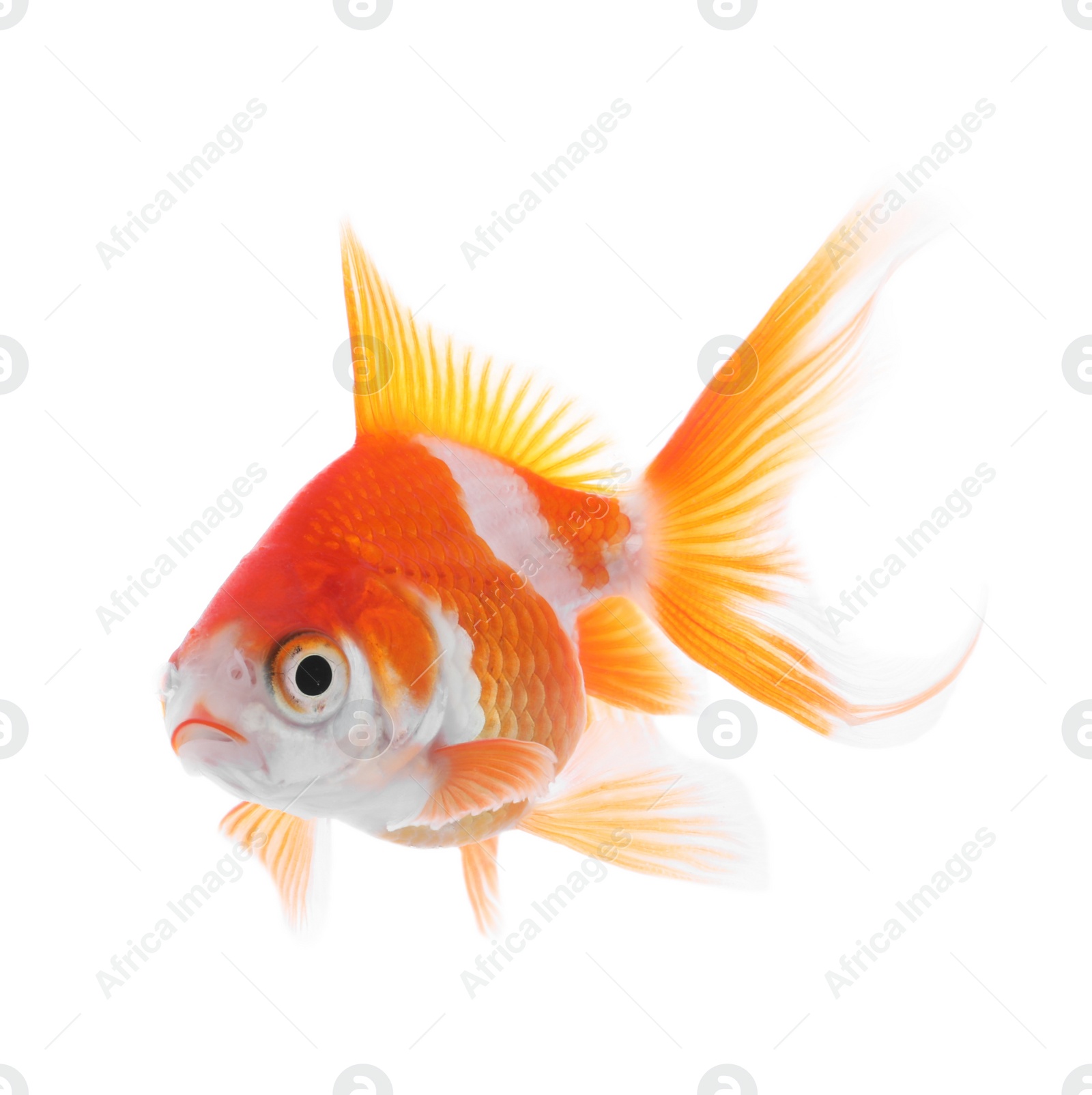 Photo of Beautiful bright small goldfish isolated on white