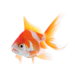 Beautiful bright small goldfish isolated on white