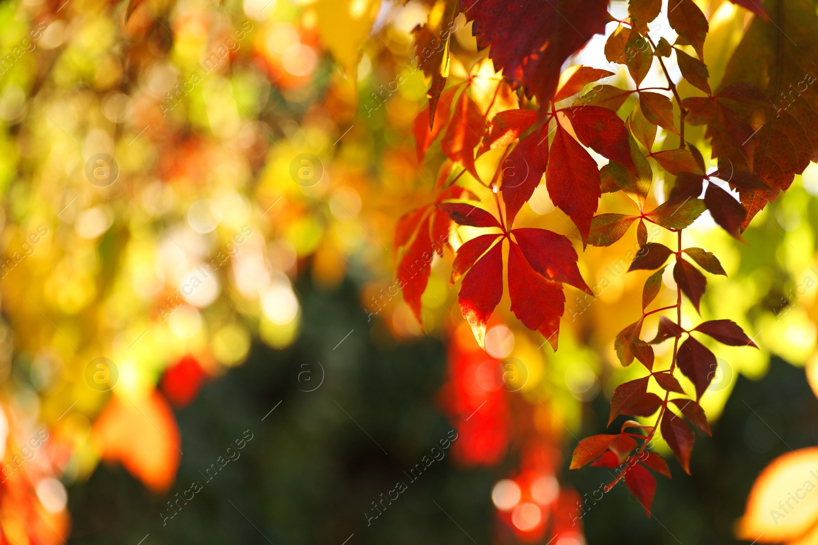 Photo of Tree branch with sunlit bright leaves in park, closeup. Autumn season