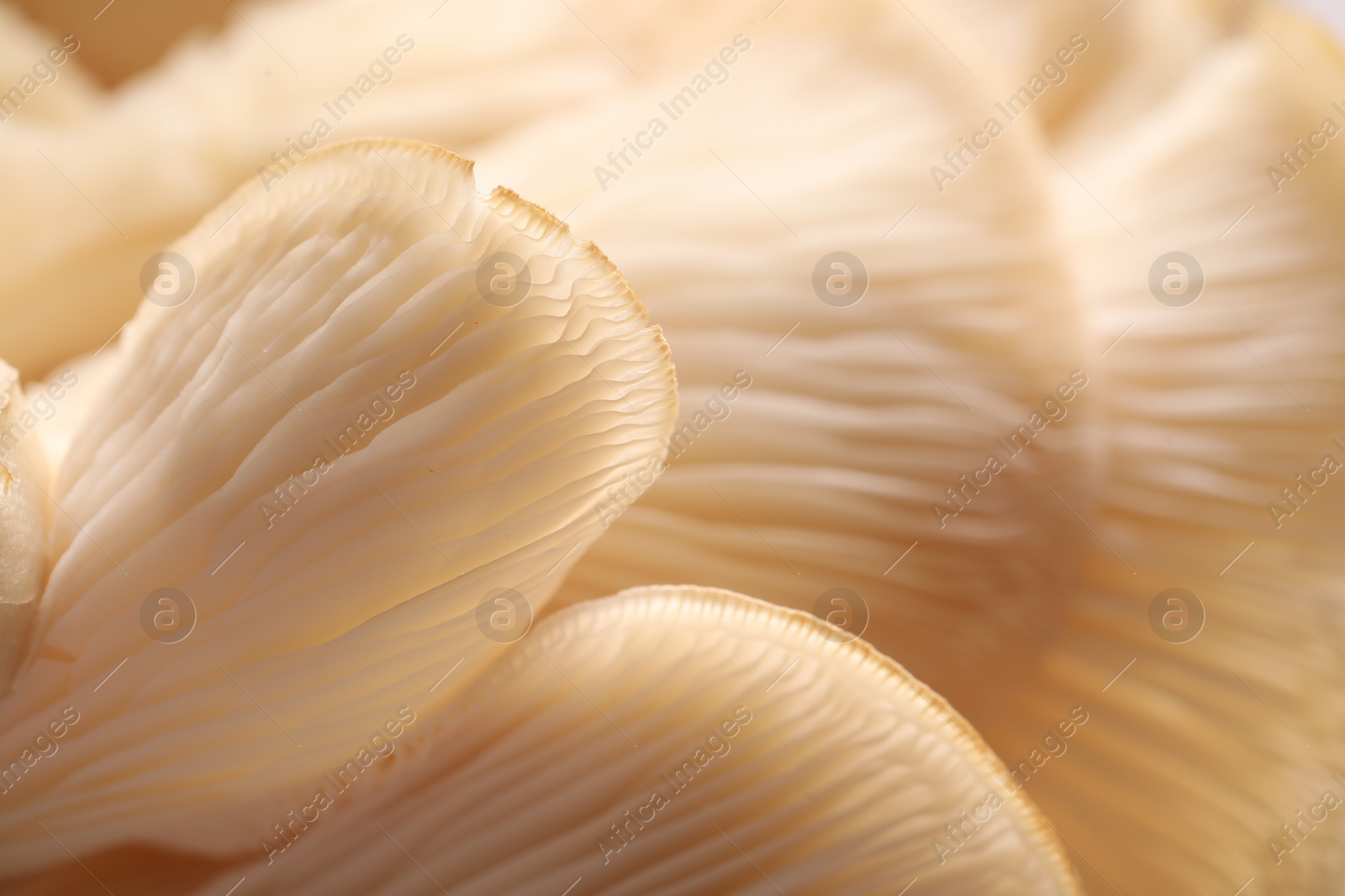 Photo of Macro view of fresh oyster mushrooms as background