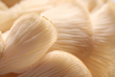 Macro view of fresh oyster mushrooms as background