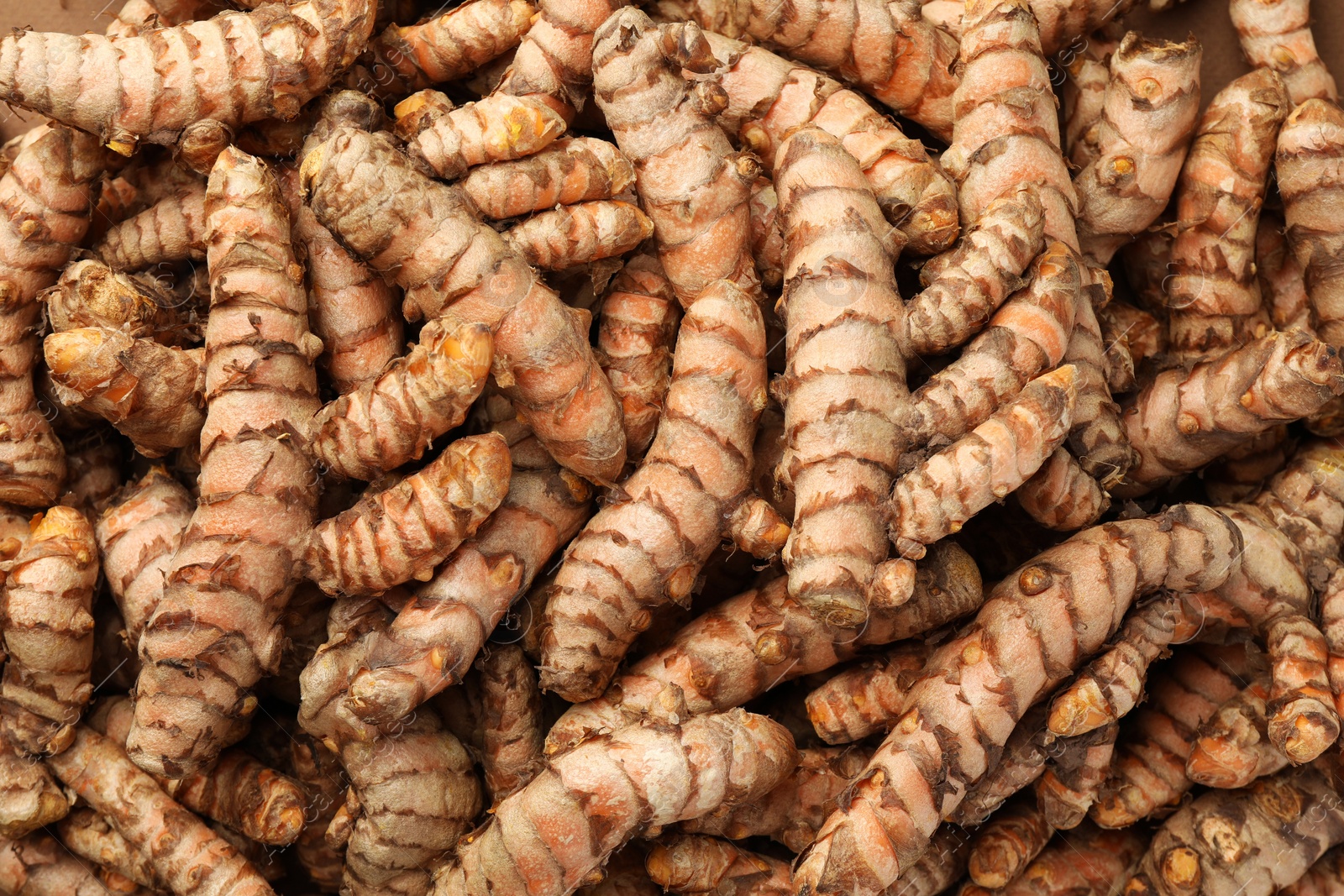 Photo of Many raw turmeric rhizomes as background, top view