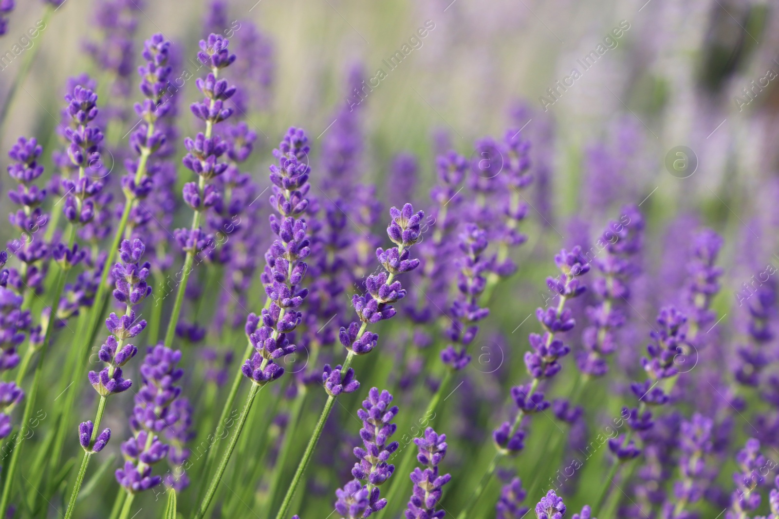 Photo of Beautiful blooming lavender plants in field, closeup