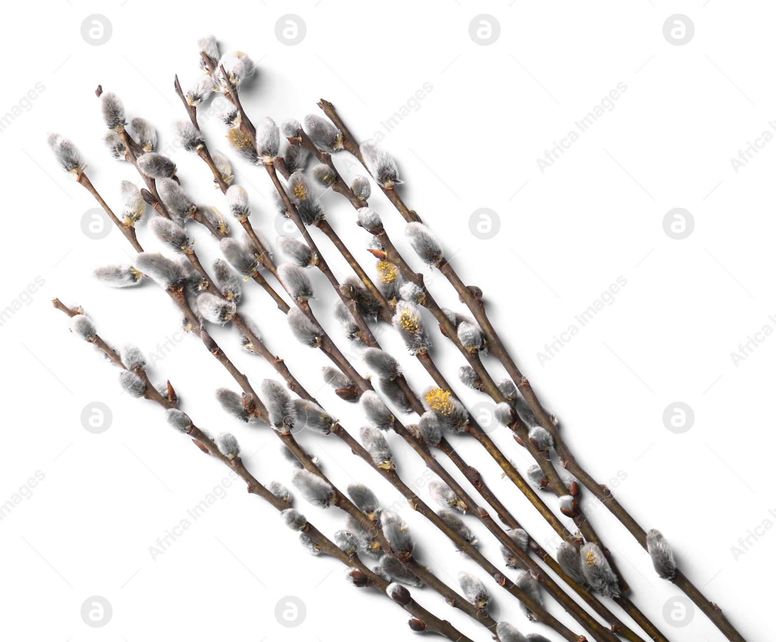 Photo of Beautiful pussy willow branches with flowering catkins isolated on white, top view