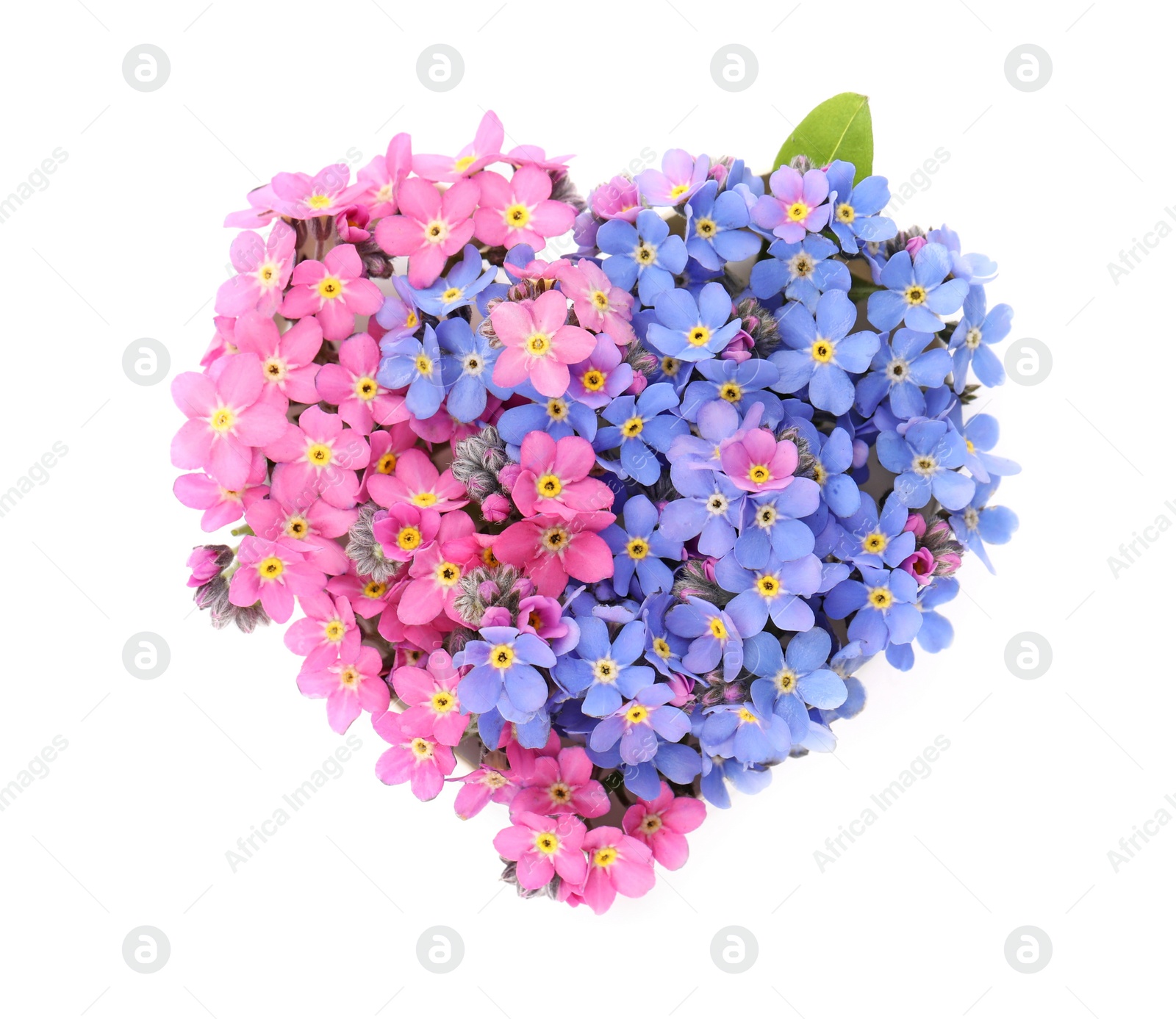 Photo of Heart made with beautiful Forget-me-not flowers isolated on white