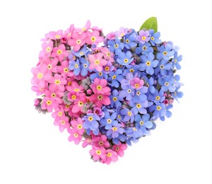 Heart made with beautiful Forget-me-not flowers isolated on white