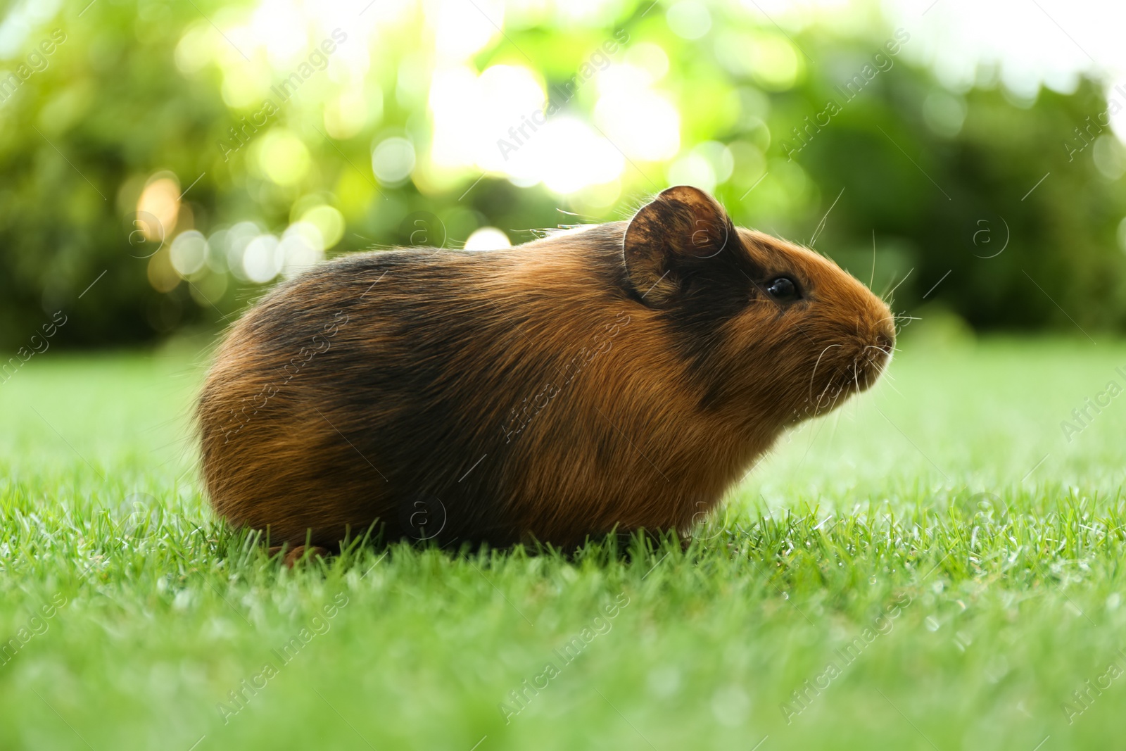 Photo of Cute guinea pig on green grass in park