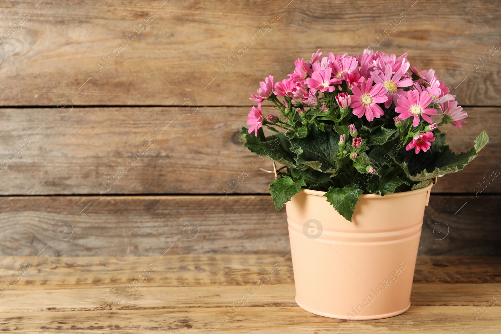 Photo of Beautiful pink cineraria flowers in plant pot on wooden table. Space for text