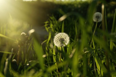 Photo of Beautiful fluffy dandelions growing outdoors on sunny day. Meadow flowers