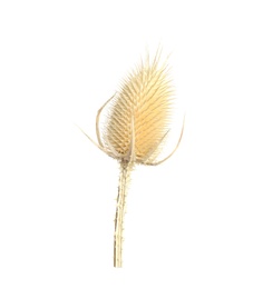 Photo of Beautiful dry teasel flower isolated on white