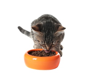 Grey tabby cat eating from bowl on white background. Adorable pet