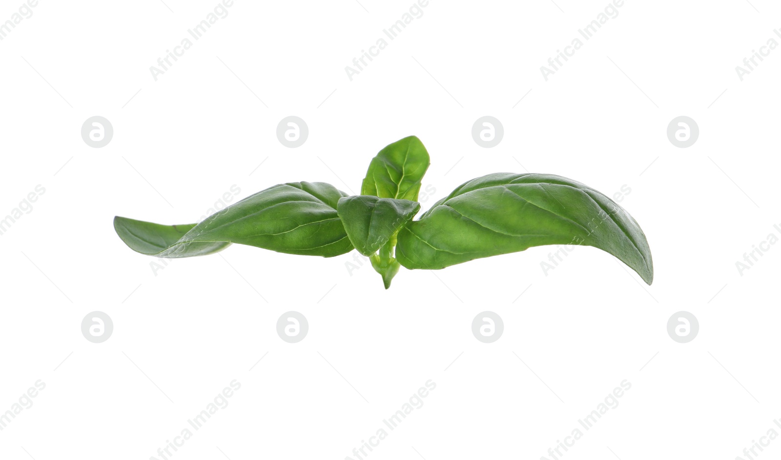 Photo of Fresh green basil leaves isolated on white