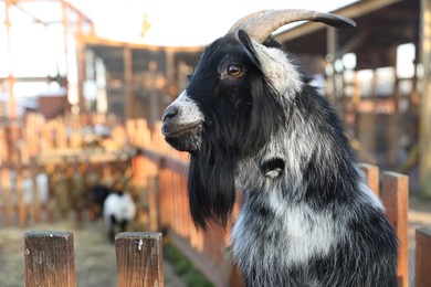 Photo of Cute goat inside of paddock in zoo