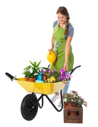 Female gardener watering plants in wheelbarrow on white background