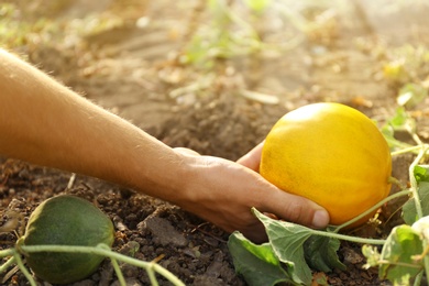 Man holding ripe juicy melon in field, closeup