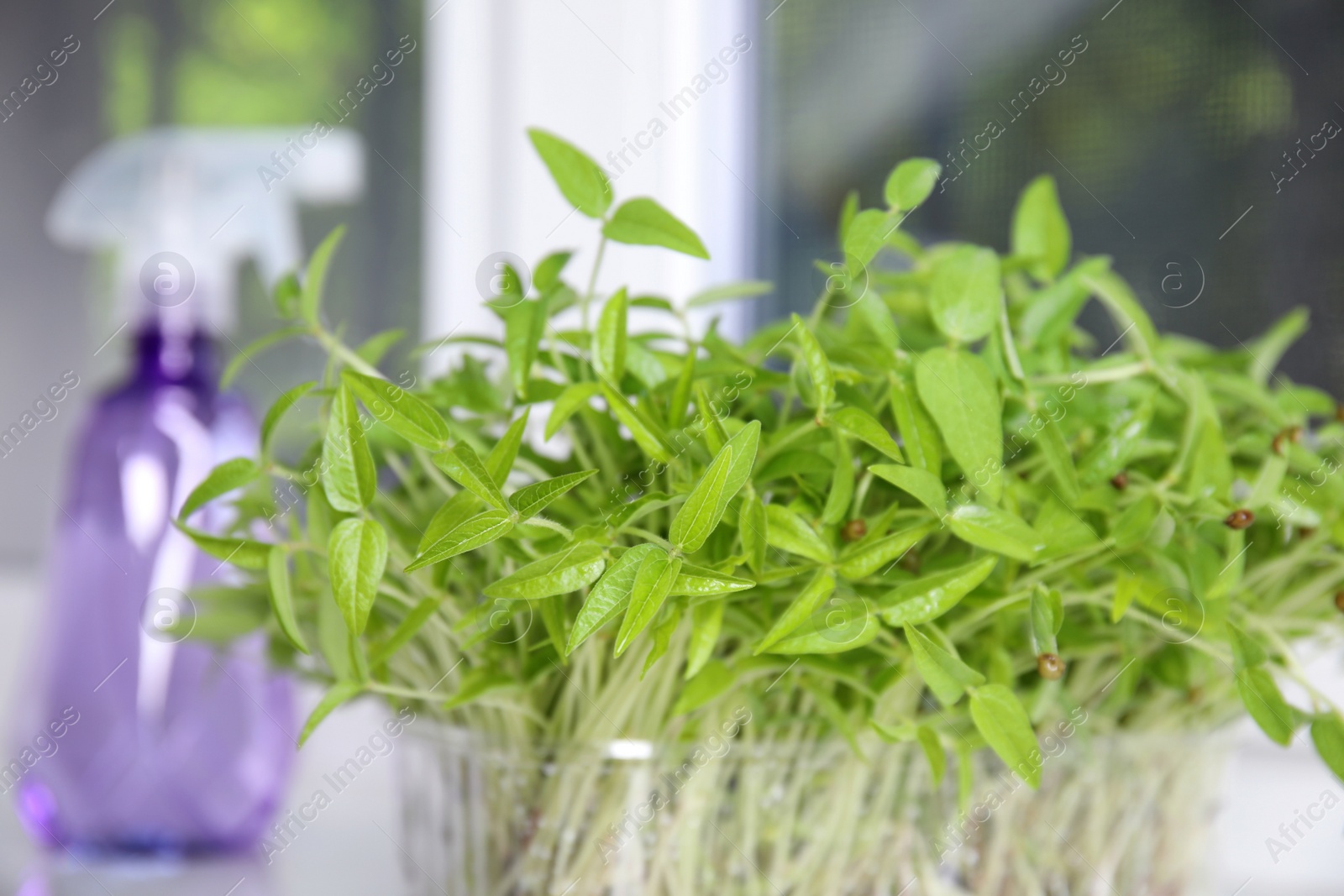 Photo of Mung bean sprouts in plastic container indoors