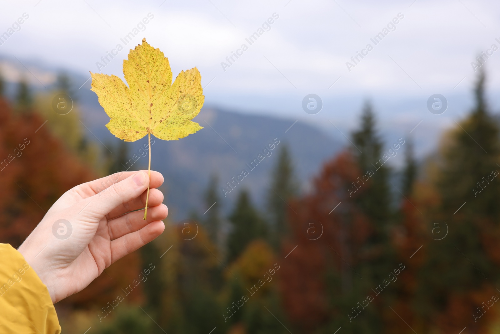 Photo of Woman holding beautiful autumn leaf in mountains, closeup. Space for text