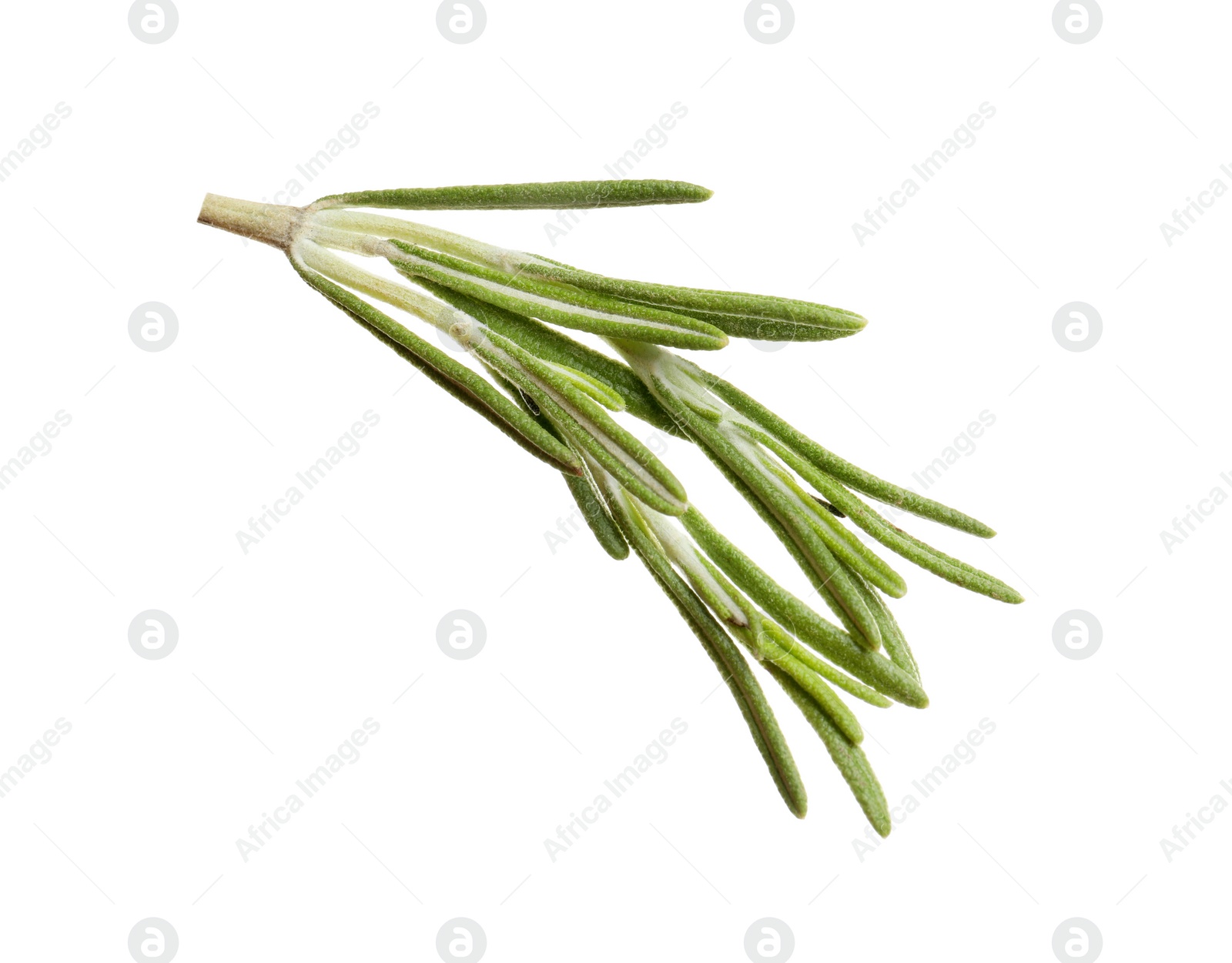 Photo of Fresh rosemary on white background