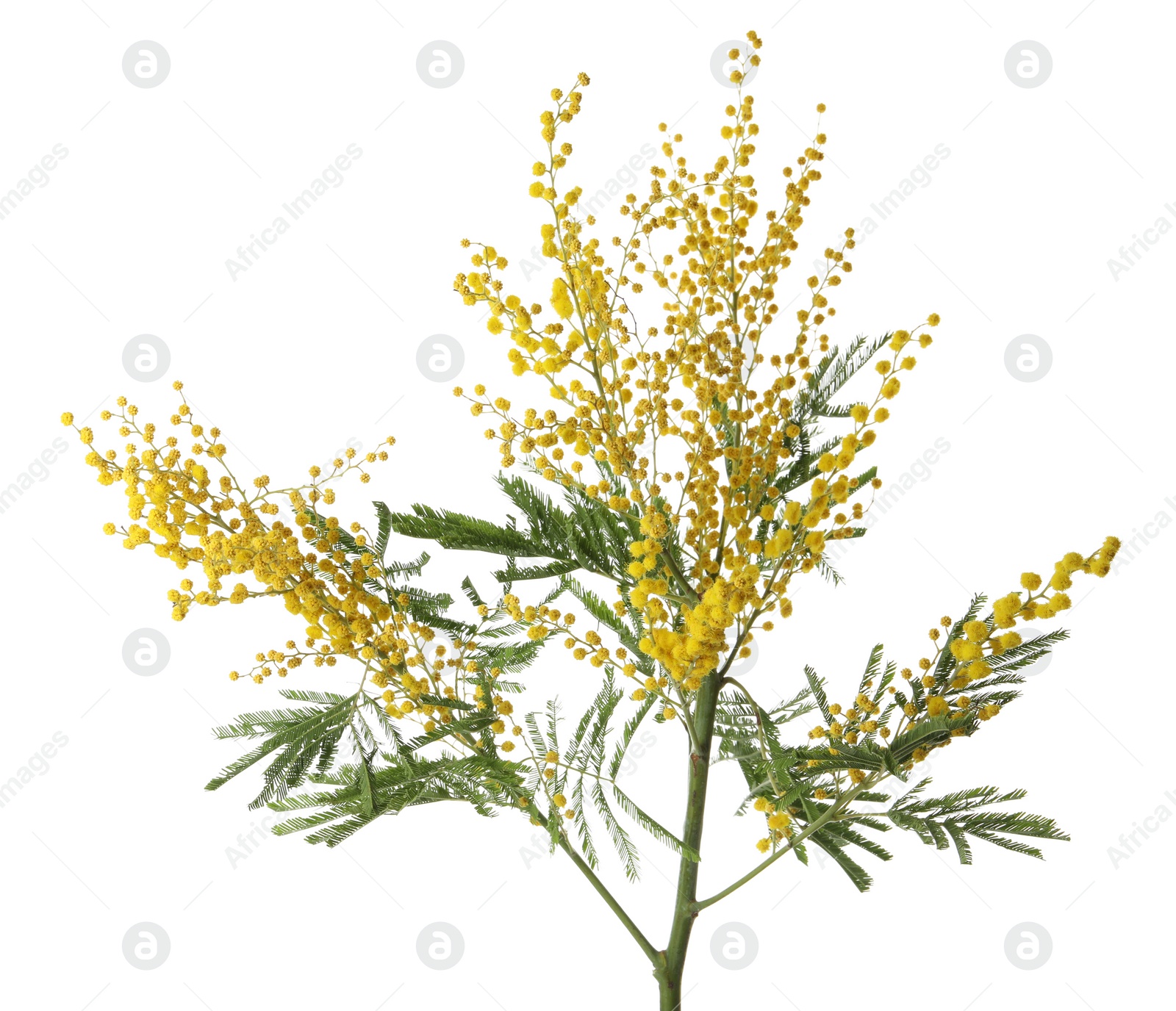 Photo of Beautiful mimosa plant with yellow flowers on white background