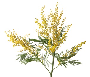 Beautiful mimosa plant with yellow flowers on white background