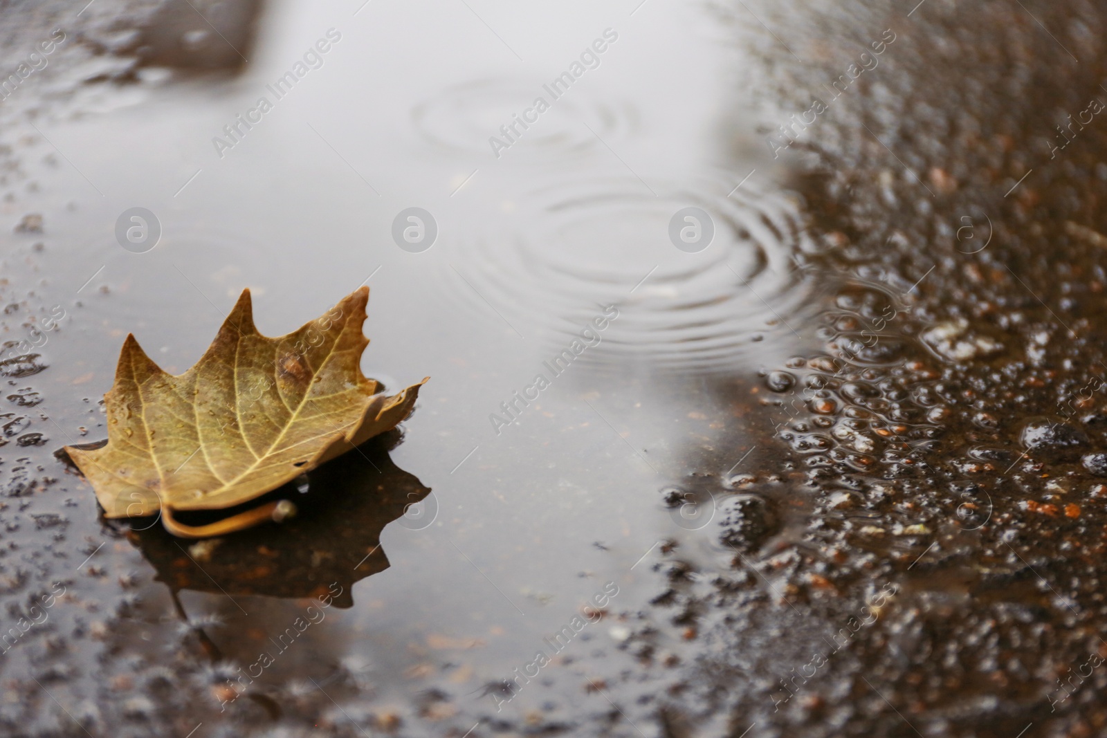 Photo of Autumn leaf in puddle on rainy day