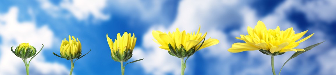Image of Blooming stages of beautiful chrysanthemum flower against sky
