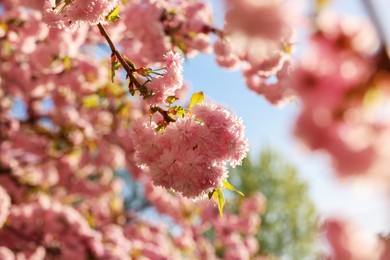 Beautiful blossoming sakura tree with pink flowers outdoors. Spring season