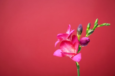 Photo of Beautiful freesia flower on color background