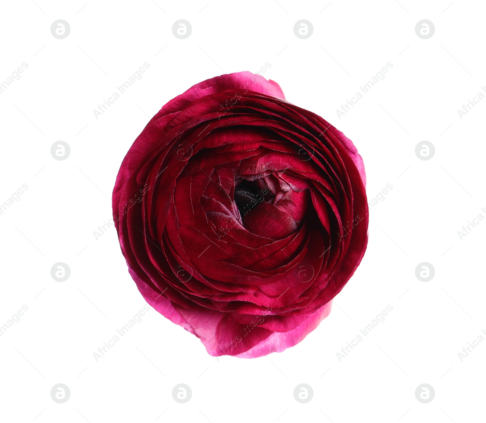 Photo of Beautiful fresh ranunculus flower isolated on white