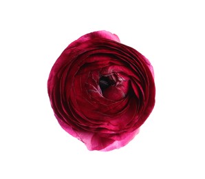 Beautiful fresh ranunculus flower isolated on white