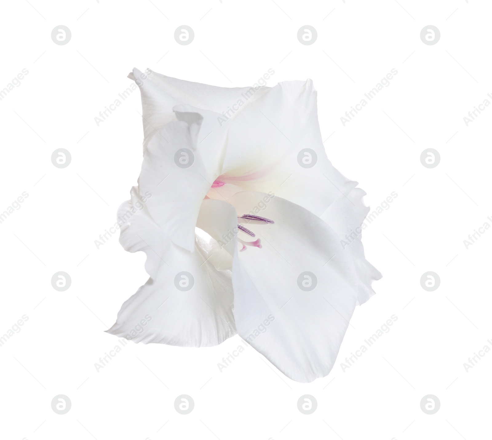 Photo of Beautiful delicate gladiolus flower on white background