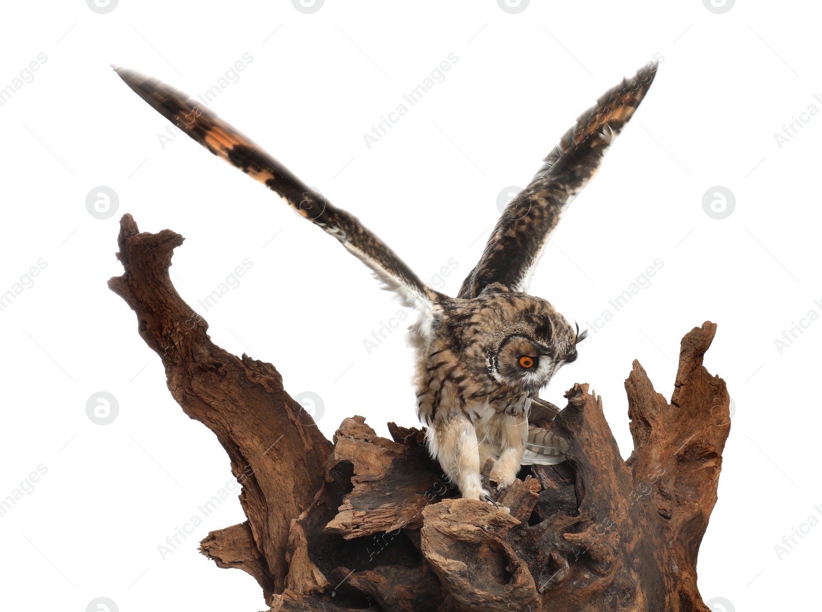 Photo of Beautiful eagle owl on tree against white background. Predatory bird