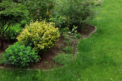 Photo of Beautiful flowerbed with different plants outdoors. Gardening and landscaping