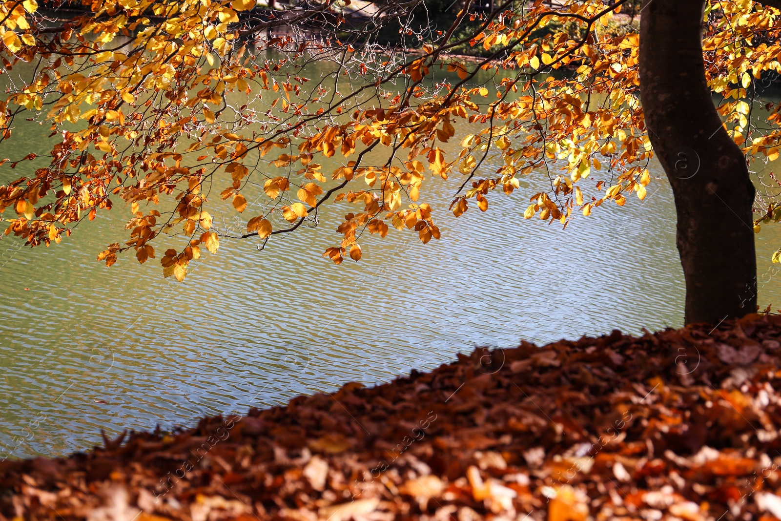 Photo of Tree with golden autumn leaves near pond