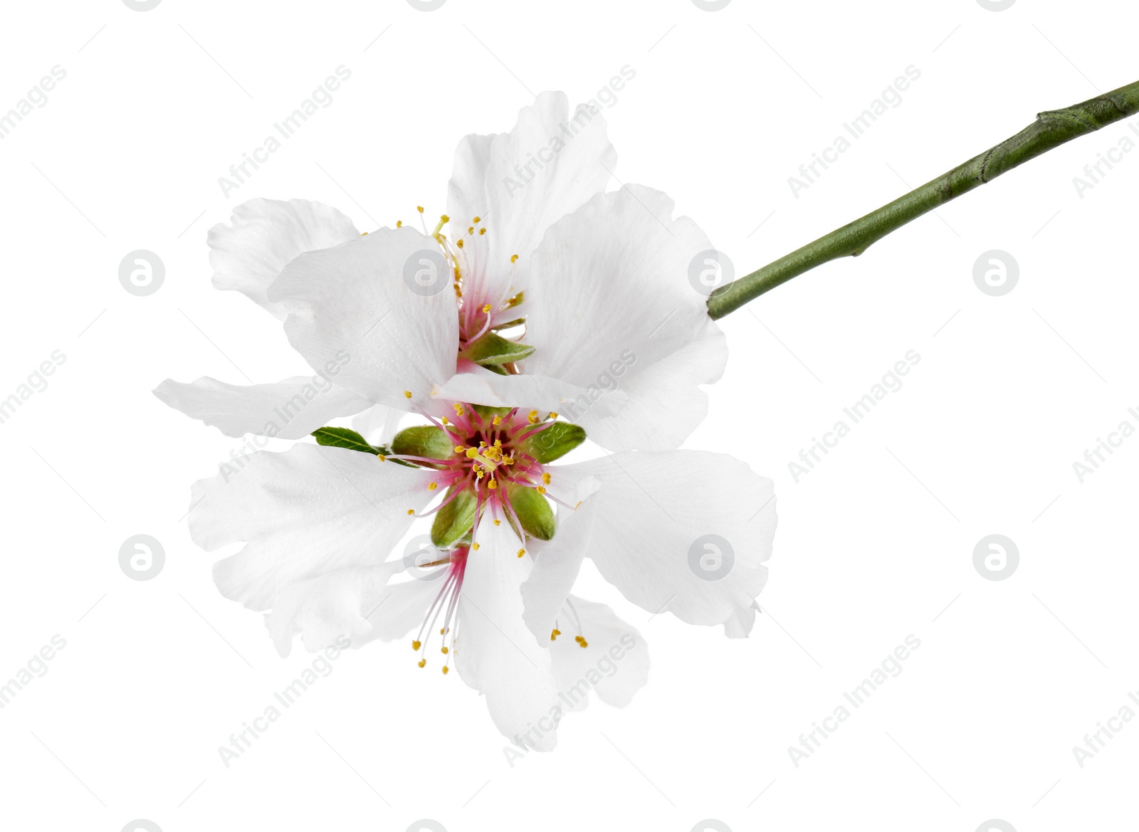 Photo of Tree branch with beautiful blossoms isolated on white. Spring season