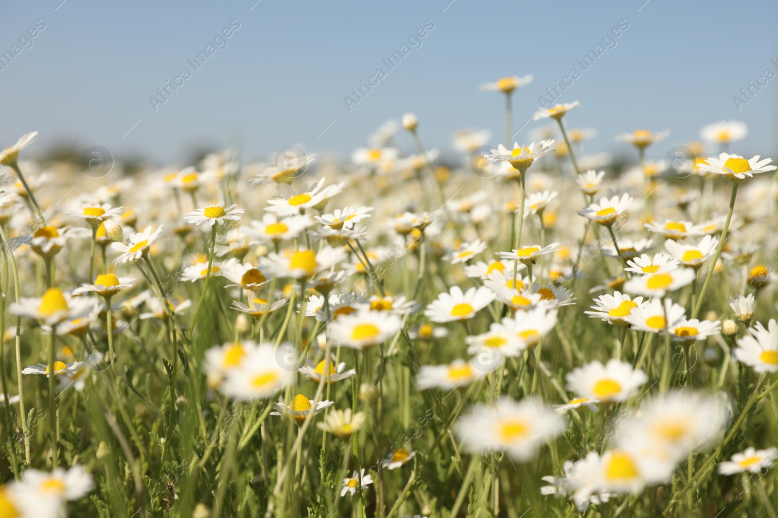 Photo of Closeup view of beautiful chamomile field on sunny day