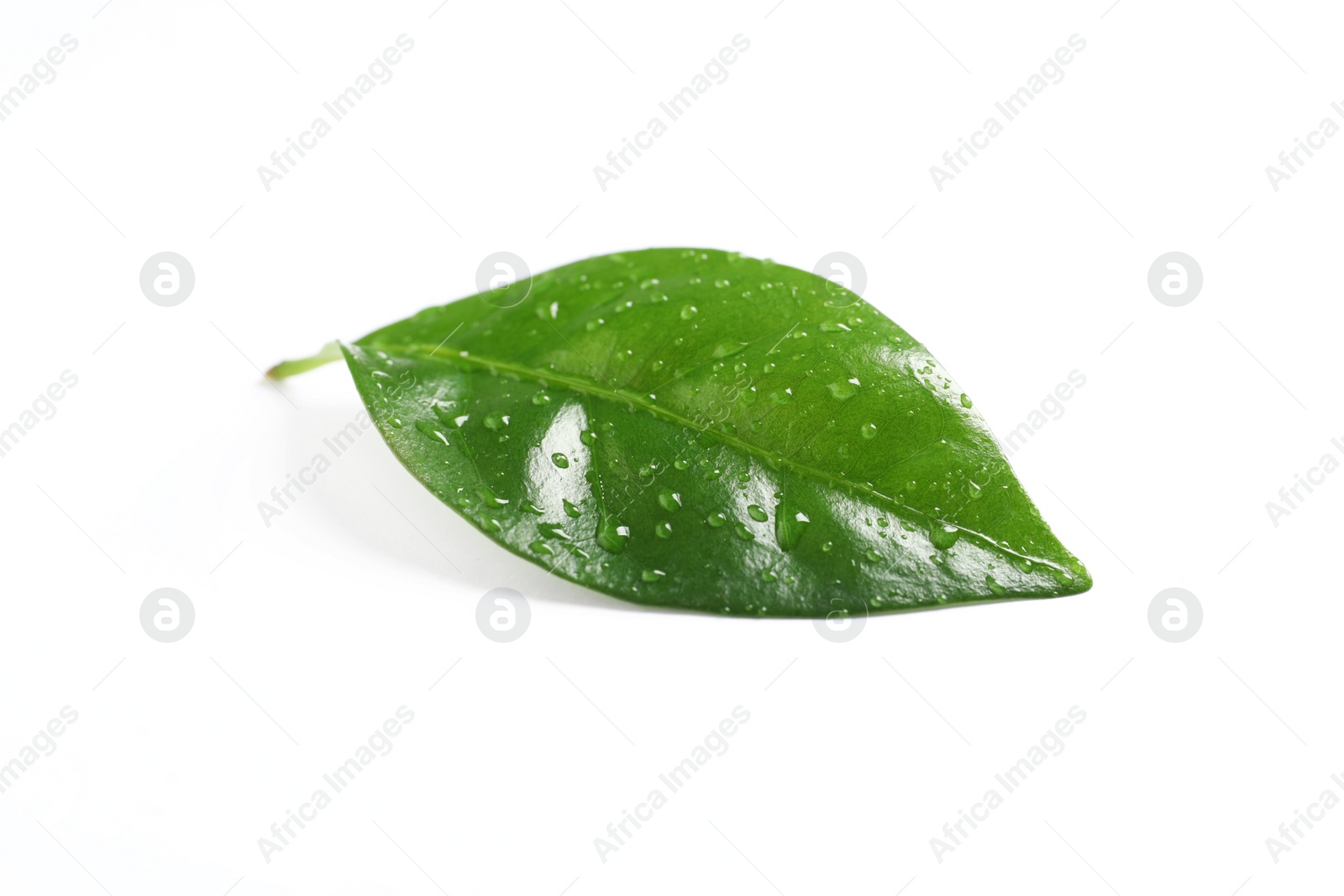 Photo of Fresh green coffee leaf with water drops isolated on white