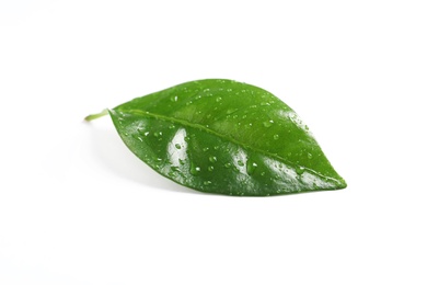 Photo of Fresh green coffee leaf with water drops isolated on white