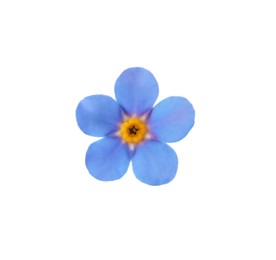 Photo of Delicate blue Forget-me-not flower on white background