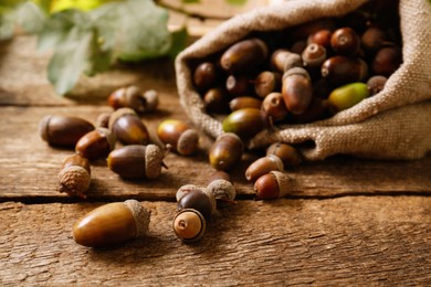 Photo of Sack with many acorns and oak leaves on wooden table, closeup