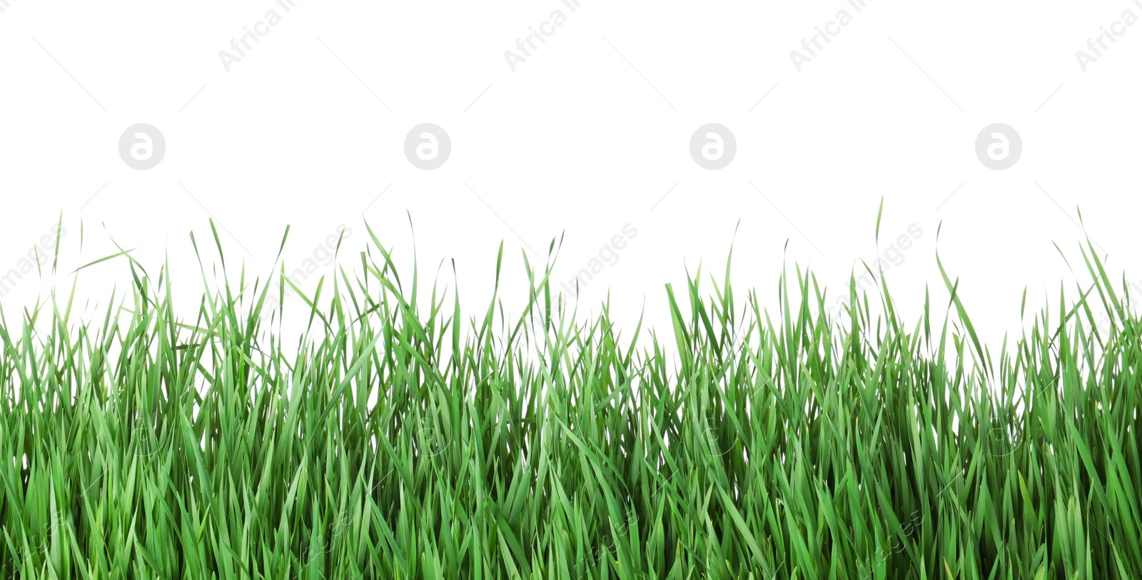 Photo of Beautiful vibrant green grass on white background