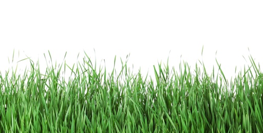 Photo of Beautiful vibrant green grass on white background