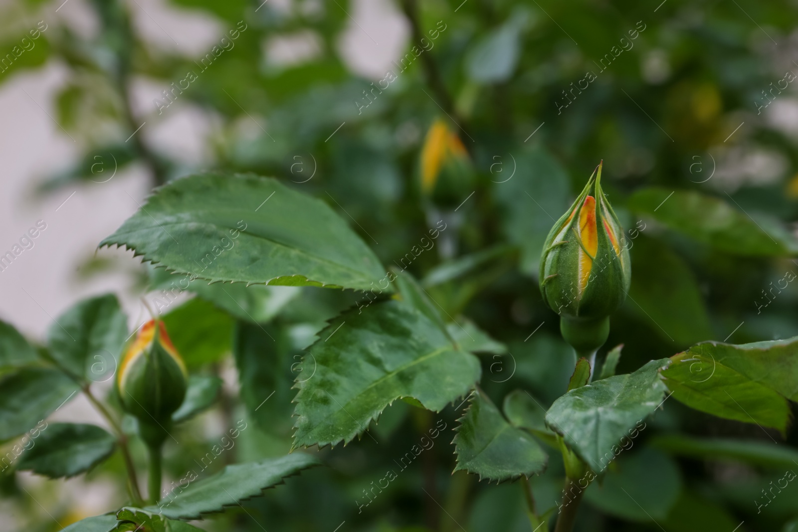 Photo of Blooming rose plant with unopened flowers in garden, closeup