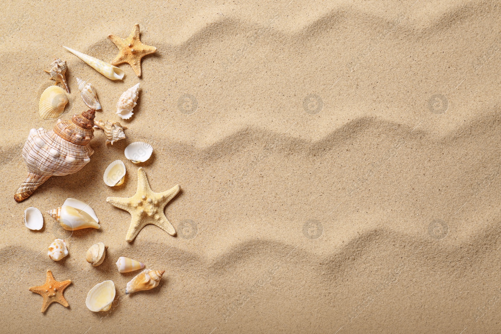 Photo of Beautiful seashells and starfishes on beach sand, flat lay with space for text. Summer vacation