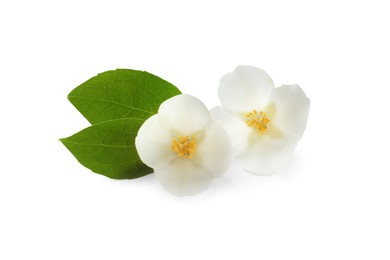 Photo of Beautiful flowers of jasmine plant with leaves on white background